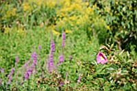 [PEI1_01530.JPG]